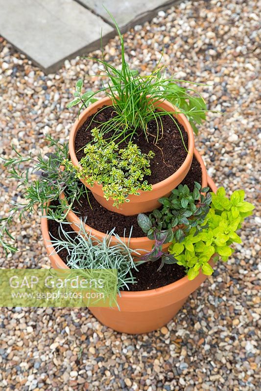 Tiered Herb pots made with Lemon Variegated Thyme, Curry Plant, Chives, Rosemary 'Fota Blue', Black Peppermint, Purple Sage, Variegated Applemint and Golden Marjoram