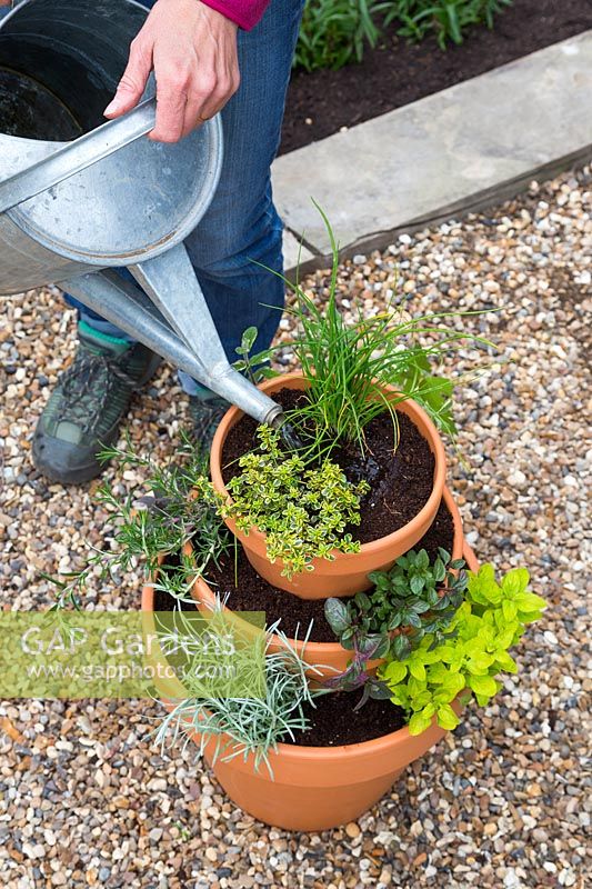 Watering tiered herb container made with Lemon Variegated Thyme, Curry Plant, Chives, Rosemary 'Fota Blue', Black Peppermint, Purple Sage, Variegated Applemint and Golden Marjoram