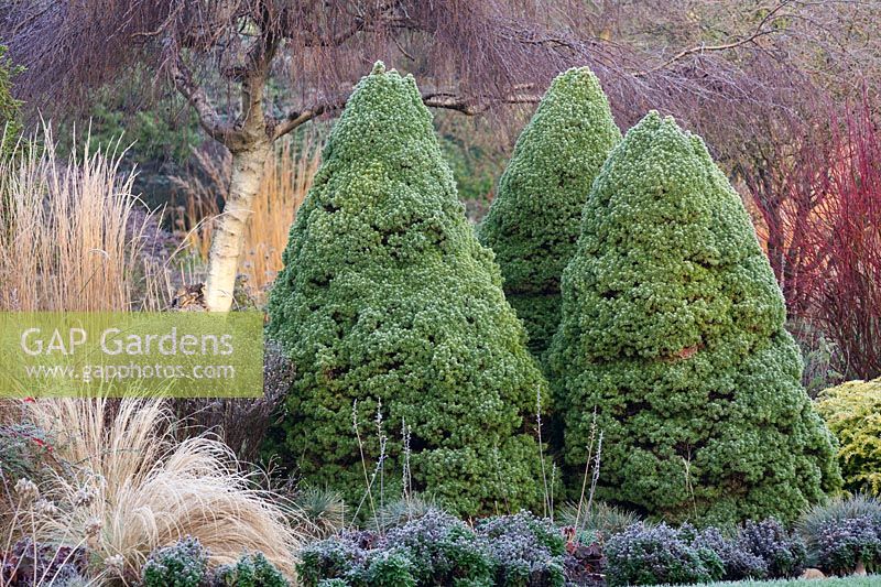 Mixed border with Picea glauca var. albertiana 'J.w. Daisy's White' in winter at Foggy Bottom, The Bressingham Gardens.