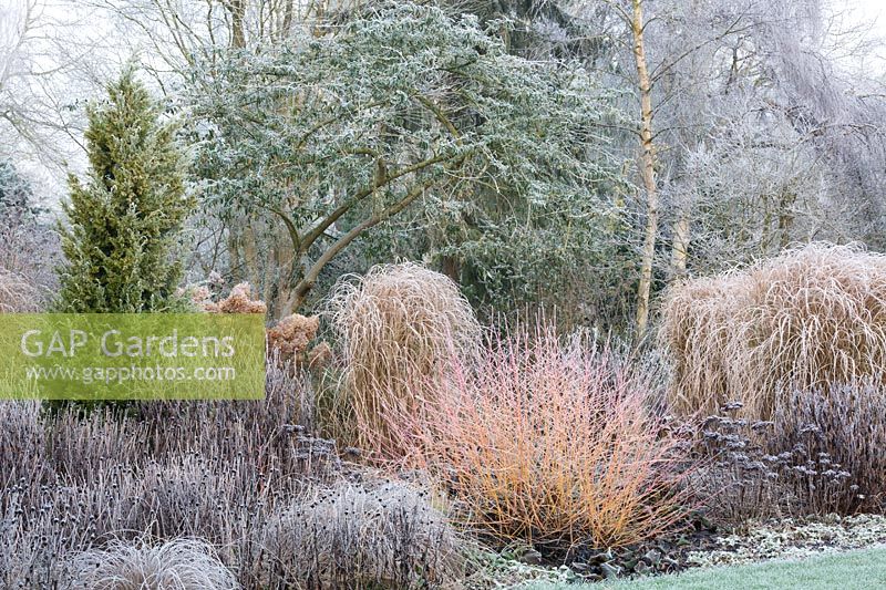 Foggy Bottom, The Bressingham Gardens, January.