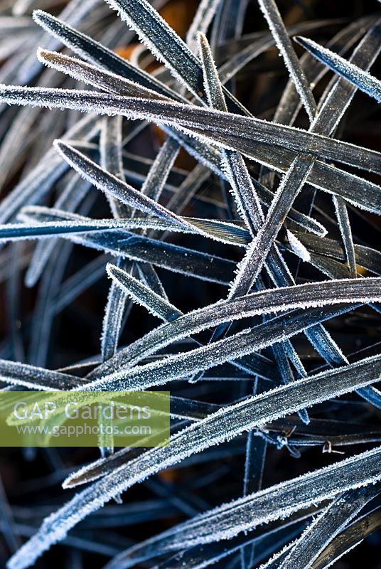Ophiopogon planiscapus 'Nigrescens' - Snakesbeard. Close up portrait of black foliage covered in frost.