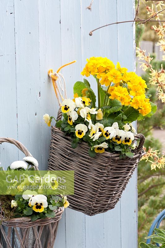 Wall mounted baskets with Primula elatior Crescendo 'Yellow' and Viola