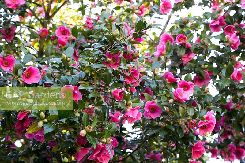 Camellia x williamsii 'Saint Ewe'