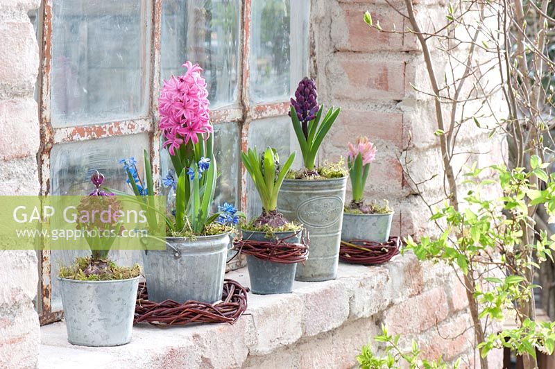 Hyacinthus and Scilla in containers on window ledge