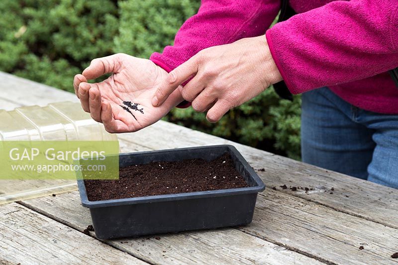 Sprinkling Dianthus 'Dash' - Sweet Williams seeds into container