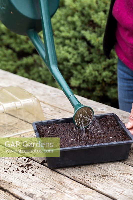 Watering freshly planted Dianthus 'Dash' - Sweet Williams seeds