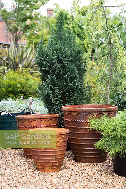 Ingredients for trio of evergreens in rusty containers with Cedrus deodara 'Aurea', Juniperus x pfitzeriana 'Old Gold' and Chamaecyparis lawsoniana 'Ellwoodii'