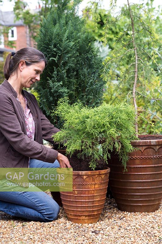 Woman planting Juniperus x pfitzeriana 'Old Gold' into small container