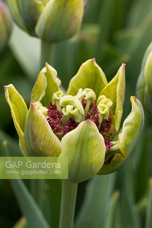 Tulipa 'Green Bizarre'