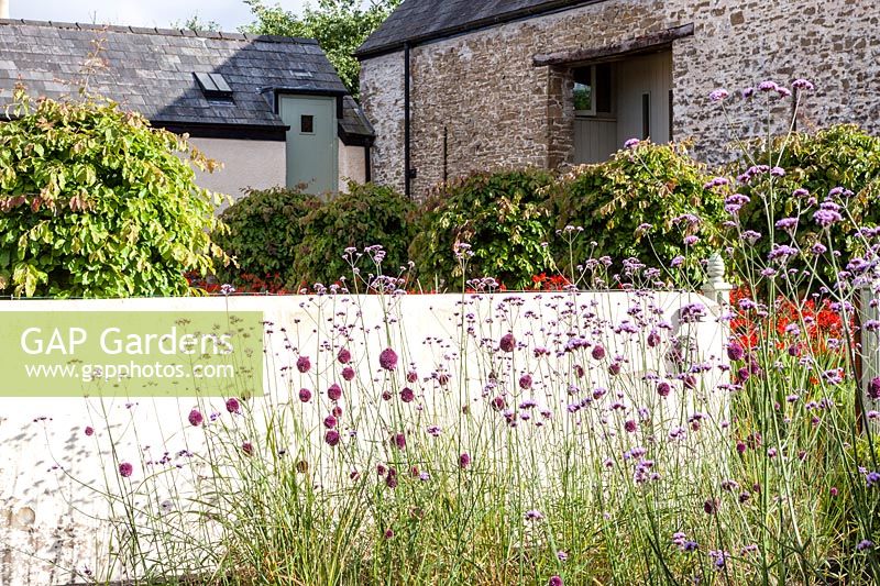 View from the Black Beds to the Farmyard Garden with Parrotia persica grown as standards, Verbena bonariensis, Allium sphaerocephalon. Hill House, Glascoed, Monmouthshire, Wales. 