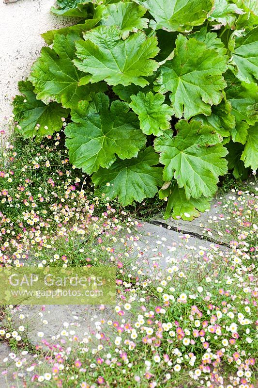 Terrace at side of house. Erigeron karvinskianus and Darmera peltata. Hill House, Glascoed, Monmouthshire, Wales. 