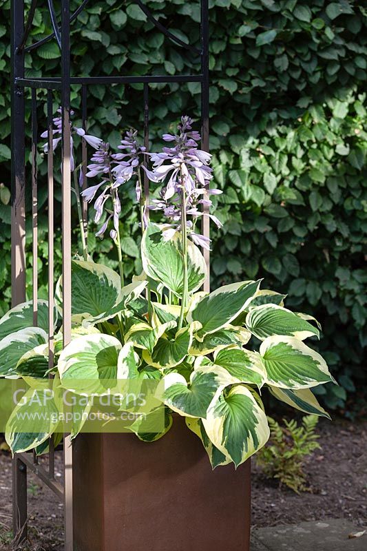 Hosta in steel planter under the Gazebo. Hill House, Glascoed, Monmouthshire, Wales. 