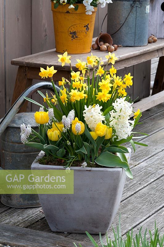 Spring container with Narcissus 'Tete a Tete' and Tulipa 'Calimero'