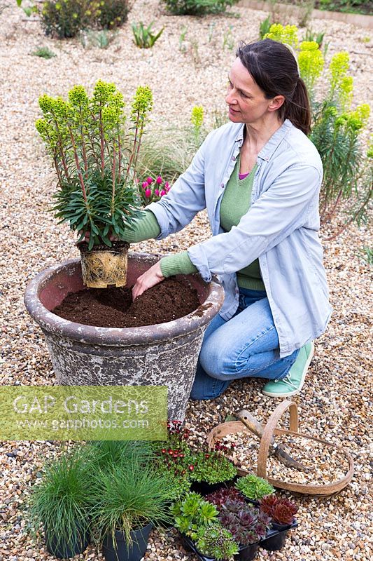 Woman planting Euphorbia x martini into stone container