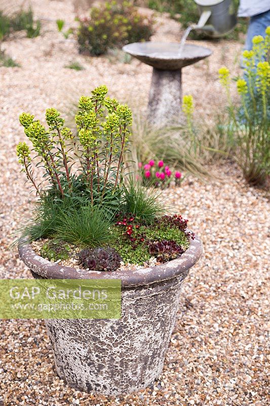 Stone container with Sempervivum, Saxifraga 'Peter Pan', Euphorbia x martini and Festuca glauca 'Azurit' with woman filling stone bird bath