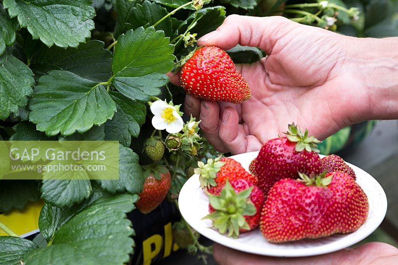 Harvesting Strawberry F1 'Loran'
