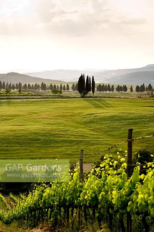 Vineyards and cypressus. Castiglion del Bosco. Tuscany. Italy