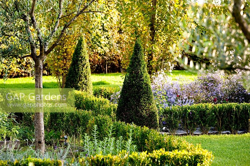 Populus italica var piramidalis in the background, Perovskia atriplicifolia 'Blue Spire' and Rosa 'William Shakespeare'. Govone. Garden project by Anna Regge. Piemonte, Italy.