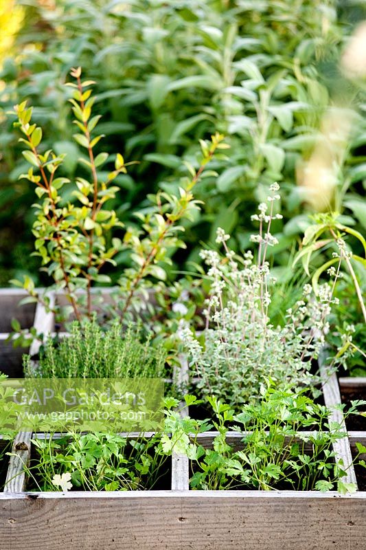 Mixed herbs. Govone. Garden project by Anna Regge. Piemonte, Italy.