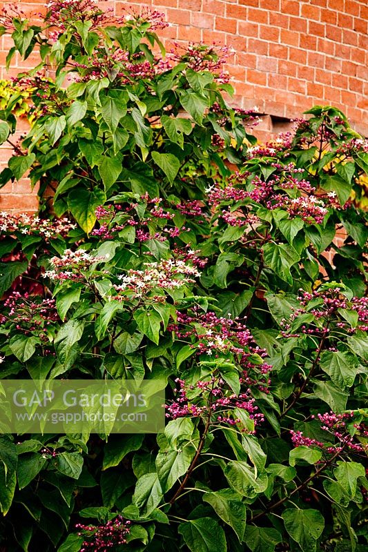 Clerodendron trichotomum. Govone. Garden project by Anna Regge. Piemonte, Italy.