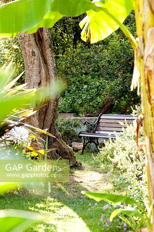 Bench in garden with a kumquat tree. Gianmarco Bernocchi garden. La Spezia. Italy

