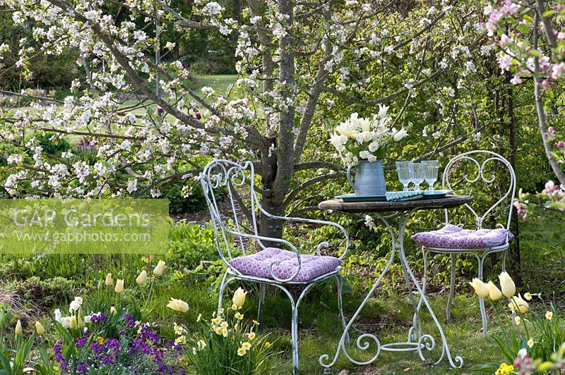 Seating area with Malus tree and Tulipa 'Purissima' and 'Budlight