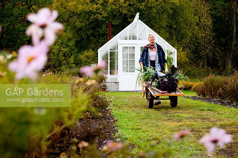 Man working in garden. Rosendals Tratgard. Stockholm. Sweden