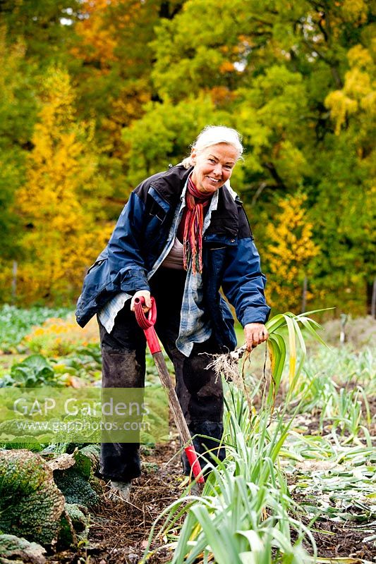Woman tidying garden. Rosendals Tratgard. Stockholm. Sweden