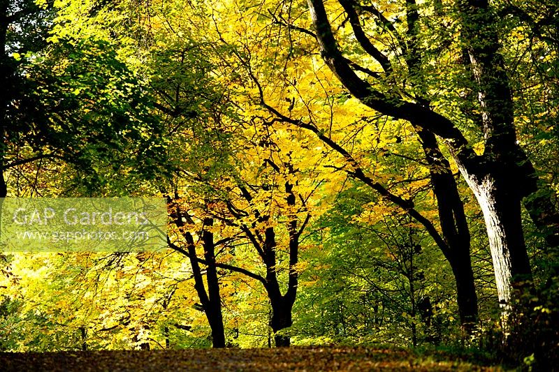 Autumn woods. Rosendals Tratgard. Stockholm. Sweden