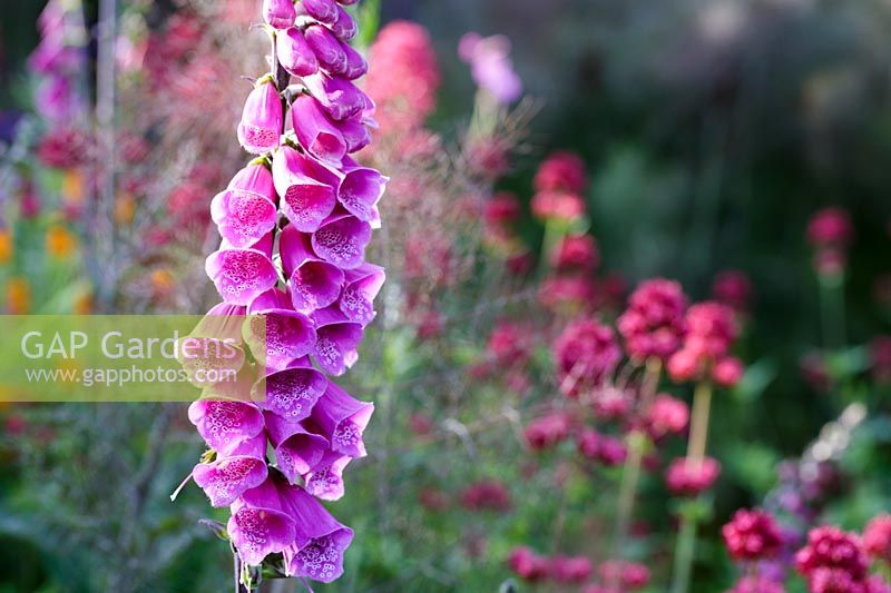 Garden with foxgloves and other self seeding annuals.  Informal planting in summer borders