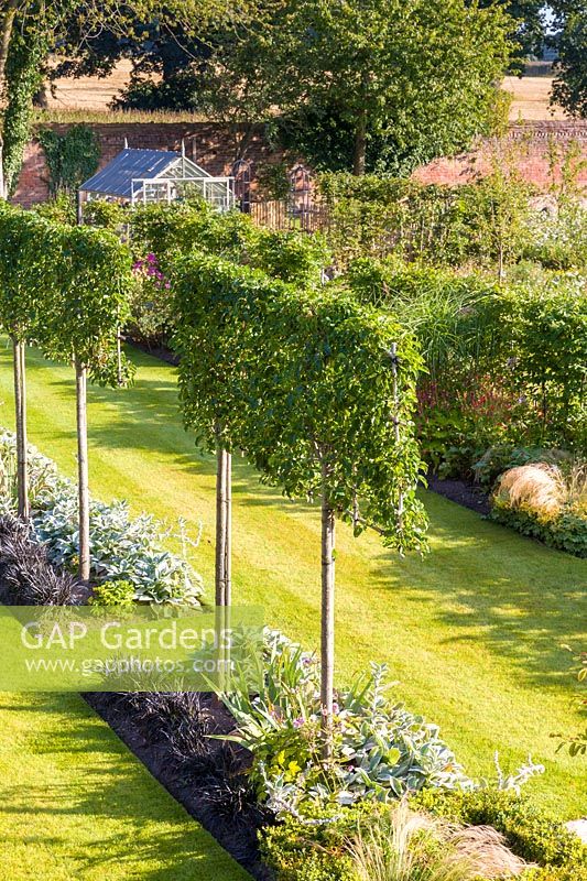 An elevated view of the garden designed by Louise Harrison-Holland. The walled garden has long, linear borders, with plants including pleached Pyrus calleryana 'Chanticleer', Japanese anemones, Stachys, Persicaria, Ophiopogon planiscapus 'Nigrescens' and Miscanthus sinensis 'Kleine Fontaine.