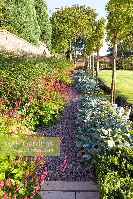 Long herbaceous borders along an old garden wall designed by Louise Harrison-Holland. Plants include pleached Pyrus calleryana 'Chanticleer', Japanese anemones, Stachys, Persicaria, Ophiopogon planiscapus 'Nigrescens' and Miscanthus sinensis 'Kleine Fontaine.