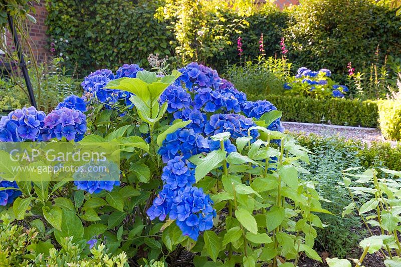 Part of a courtyard area in a modern Cheshire country garden, designed by Louise Harrison-Holland and photographed in August, planting includes clipped box hedging, Hydrangea macrophylla and Penstemons