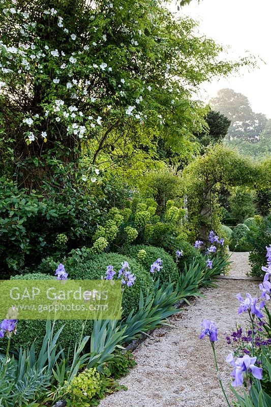 Hanham Court Gardens, Bristol. Early summer garden with topiary balls, Iris and Euphorbia, gravel pathway