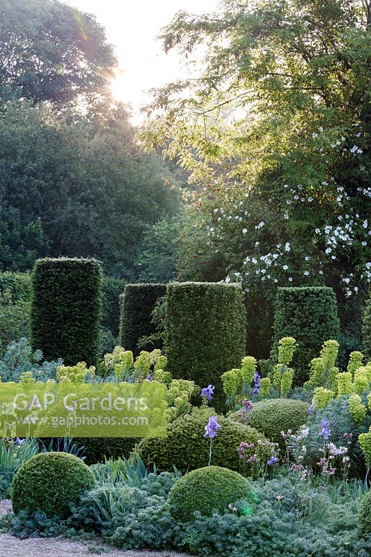 Hanham Court Gardens, Bristol. Early summer garden with topiary balls, Iris and Euphorbia