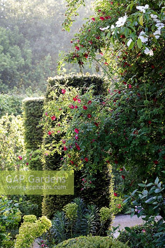 Hanham Court Gardens, Bristol. Early summer garden. Rambling rose in topiary garden