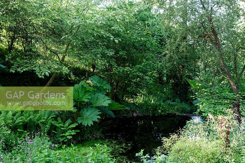 Hanham Court Gardens, Bristol. Early summer garden, the natural pond with Gunnera manicata