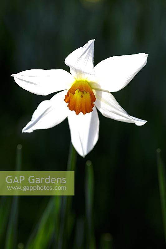 Narcissus poeticus var. recurvus, pheasants eye daffodil