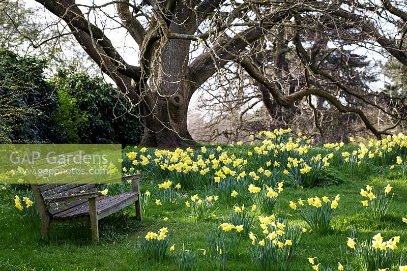 Narcissus - Daffodils in spring time at Kew Gardens, London, UK