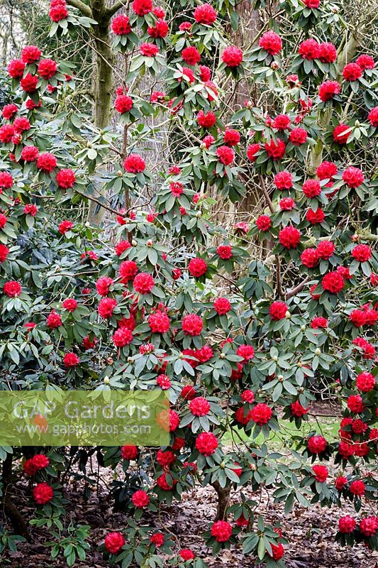 Rhododendron 'Melissa'