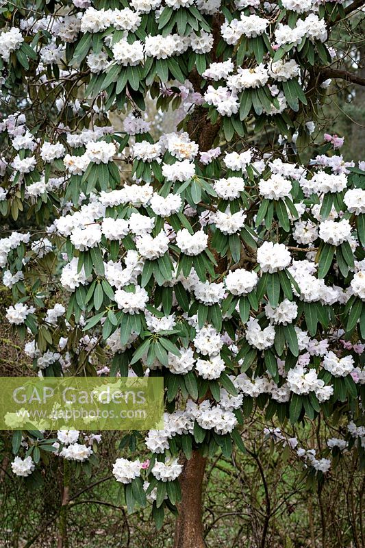 Rhododendron oreodoxa
