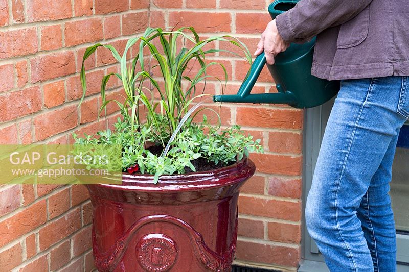 Woman watering newly planted french glazed red container with Calibrachoa 'Cabaret Bright Red' and Ornamental Millet F1 'Purple Majesty'