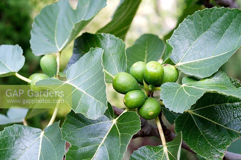 Ficus carica - common fig