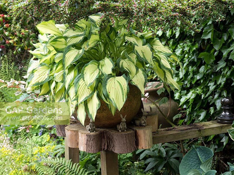 A large potted hosta is displayed at eye level.  Under the pot are rabbit models for added children interest.