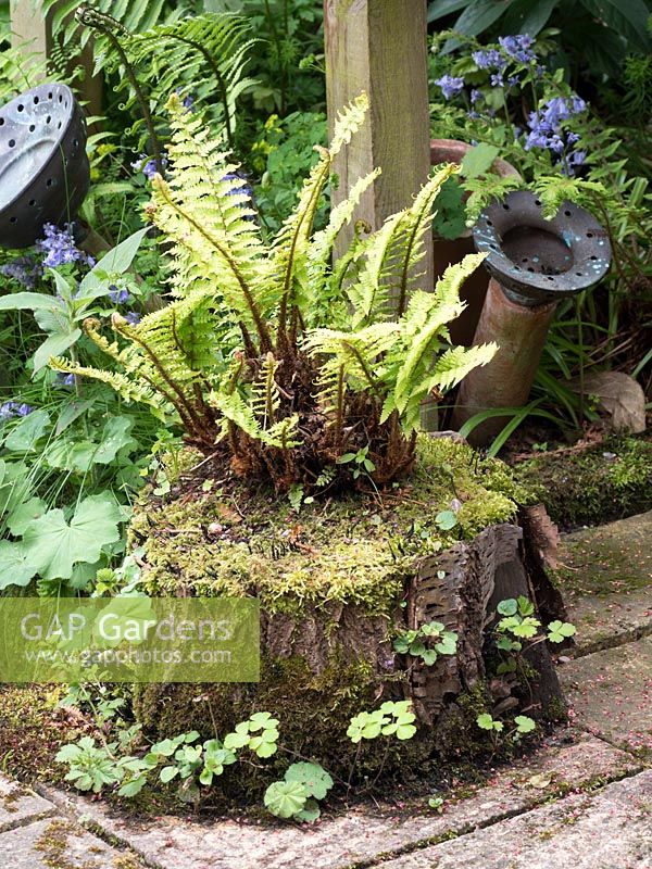 An old hollowed out log is used as a fern planter and gives a naturalistic rustic feel