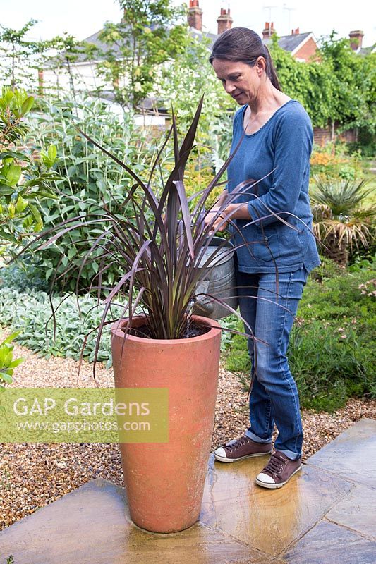 Woman watering newly planted tall planter with Phormium 'Bronze Baby'