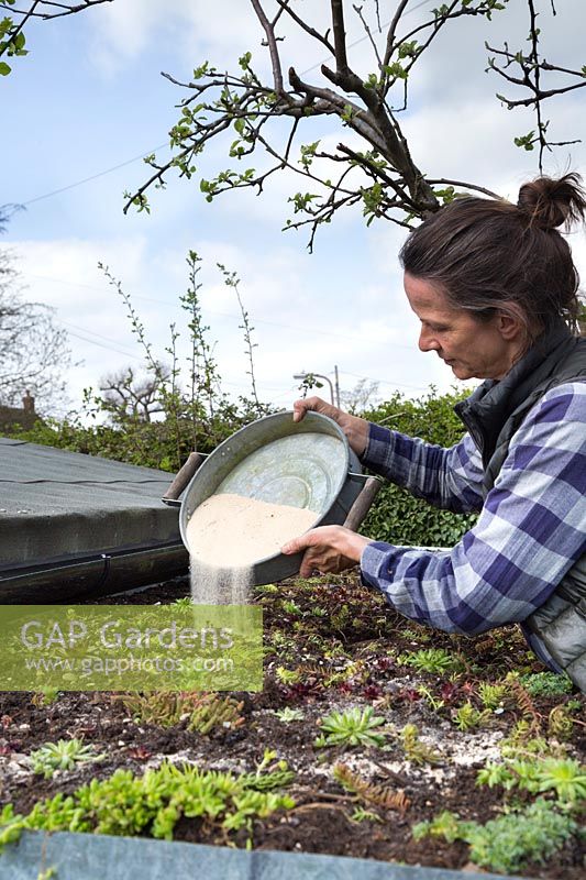 Woman pouring mixture of Wildflower seeds and sand over living roof