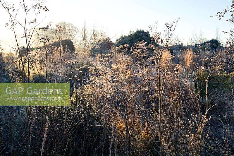 Seed heads of fennel, and other herbaceous plants are laced with frost