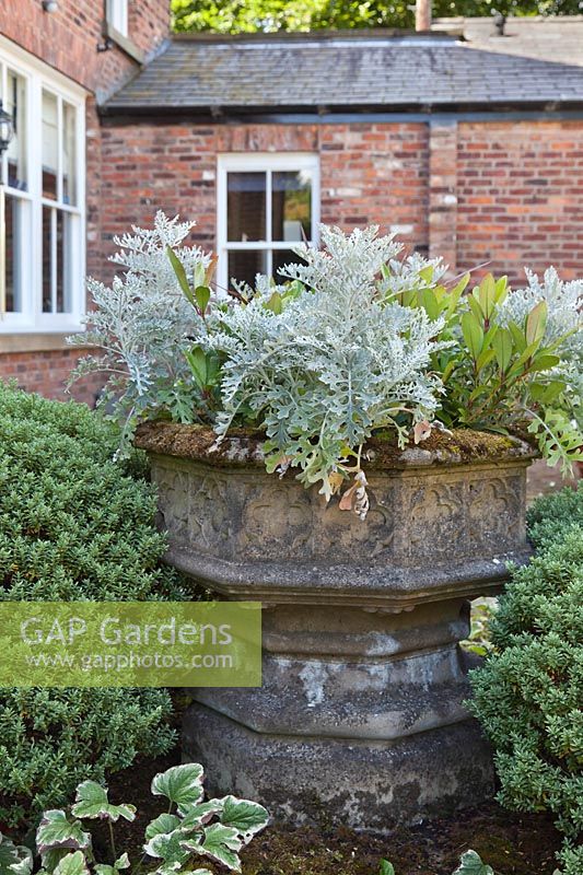 Large Gothic jardiniere with Senecio cineraria and Skimmia japonica 'Rubella' surrounded by Hebe pinguifolia 'Sutherlandii' in courtyard garden 