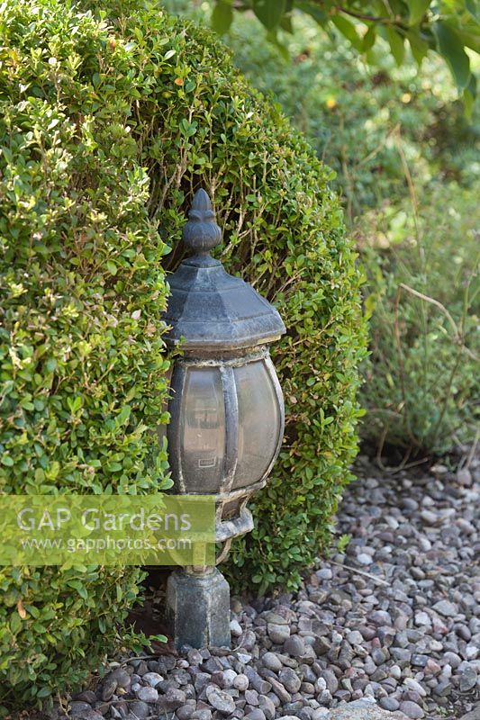 Buxus balls clipped around outdoor pedestal lantern
